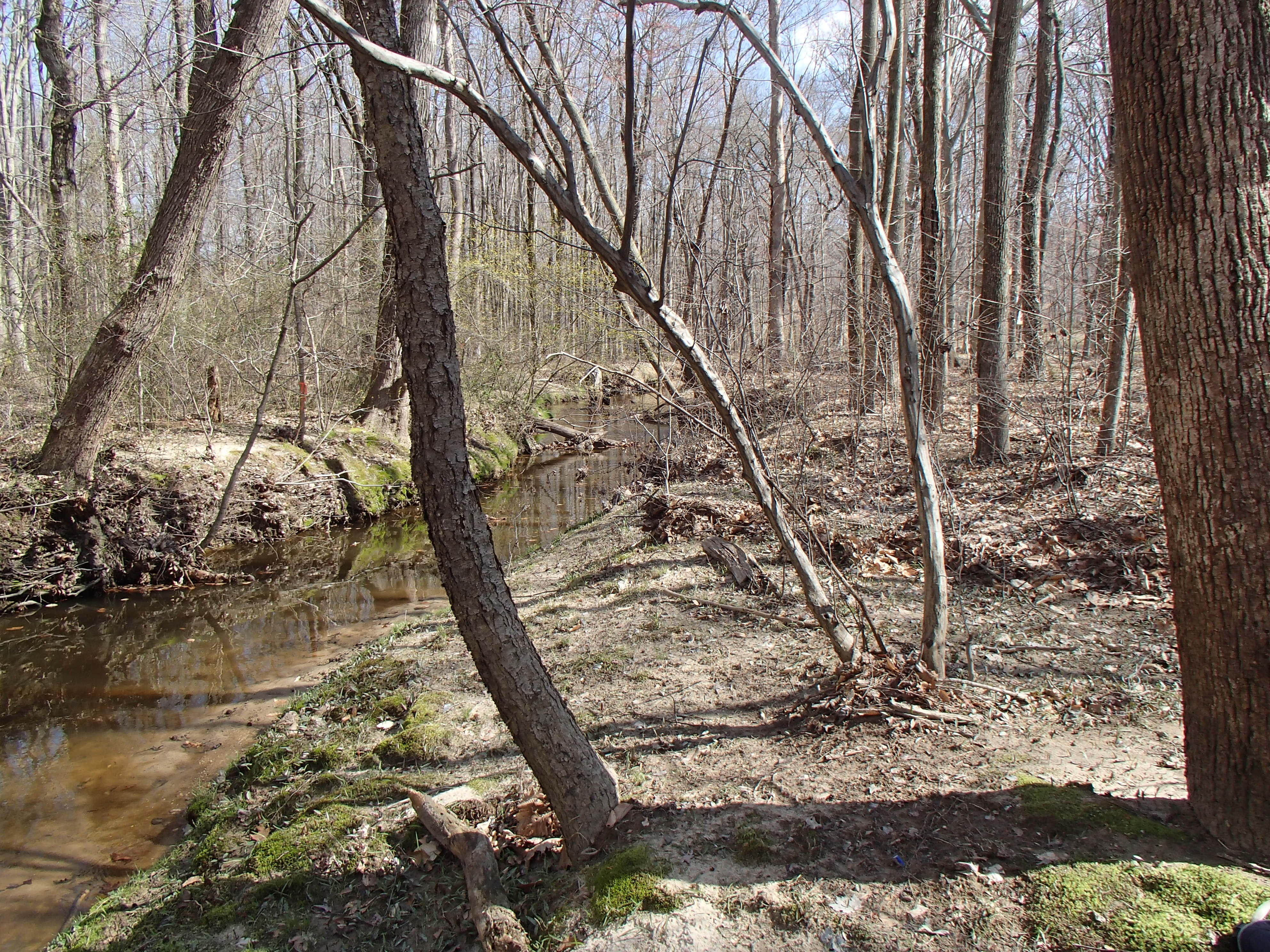 Field photo showing stream conditions at site LIEL-118-R-2016_Midpoint looking downstream